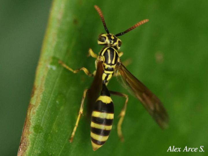 Mischocyttarus basimacula