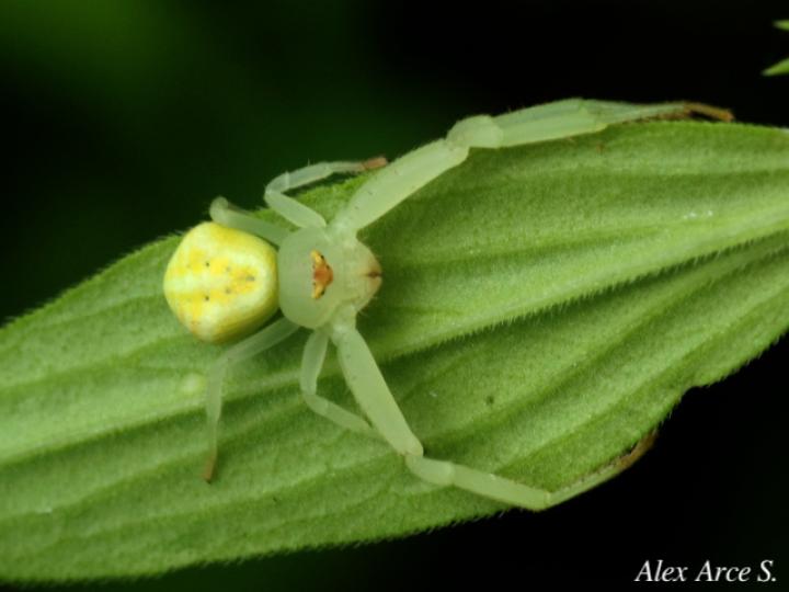 Misumenops pallens