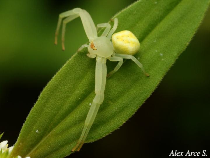 Misumenops pallens