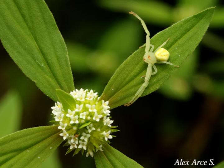 Misumenops pallens