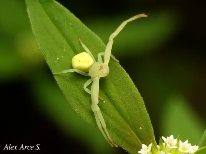 Misumenops pallens