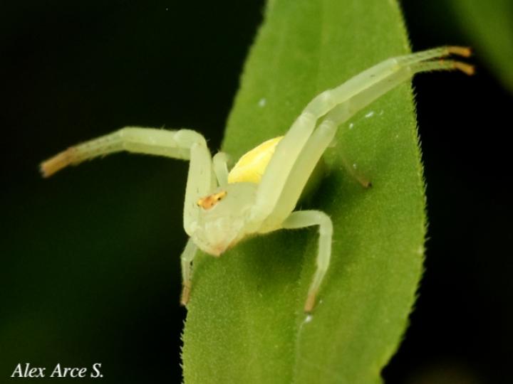Misumenops pallens