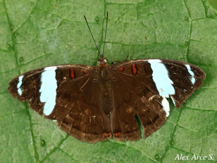 Nessaea aglaura aglaura (Nessaea norteña)