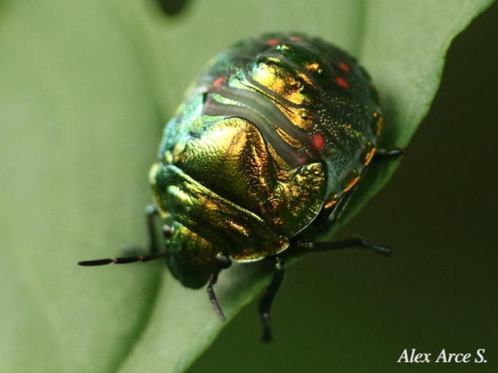 Pachycoris torridus