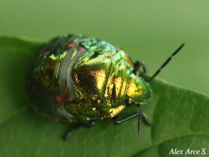 Pachycoris torridus