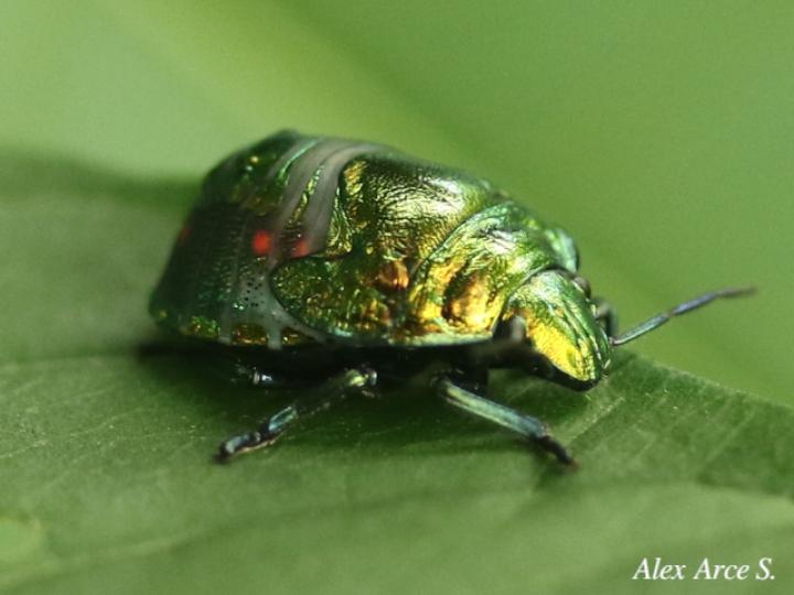 Pachycoris torridus