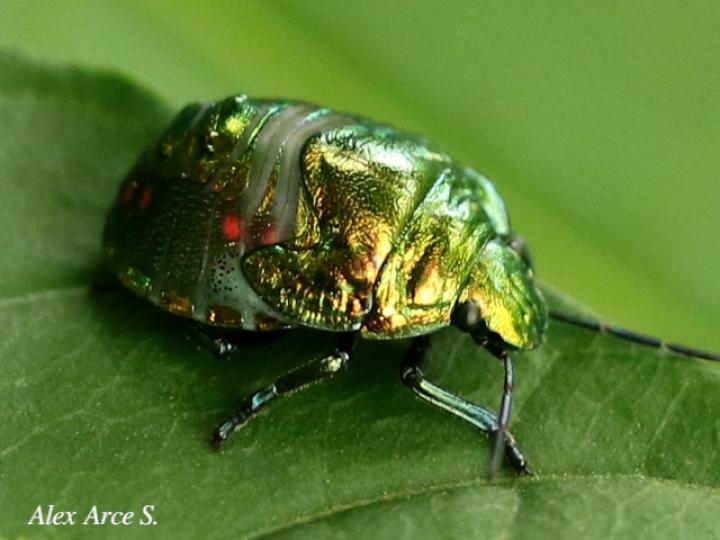 Pachycoris torridus