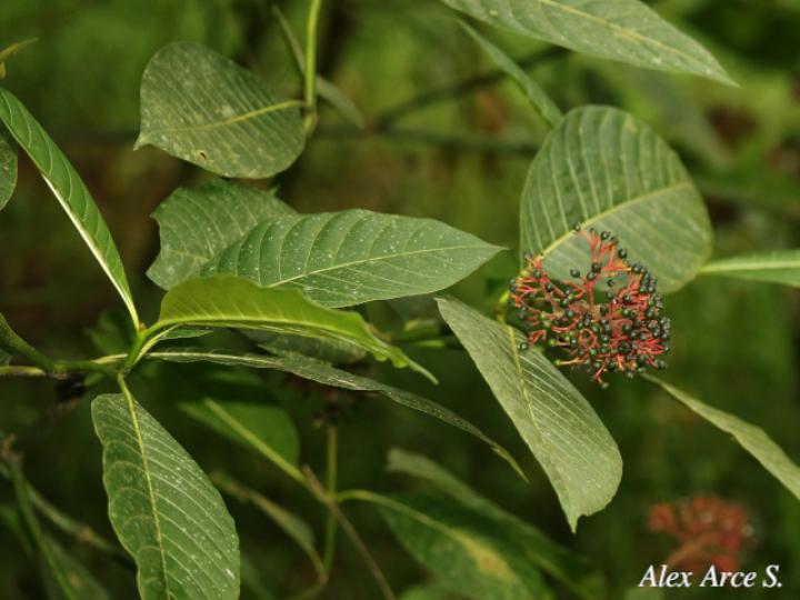 Palicourea guianensis