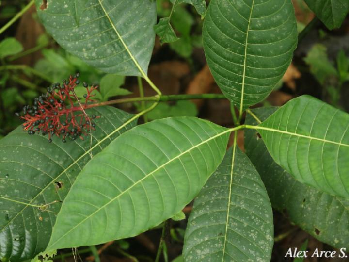 Palicourea guianensis