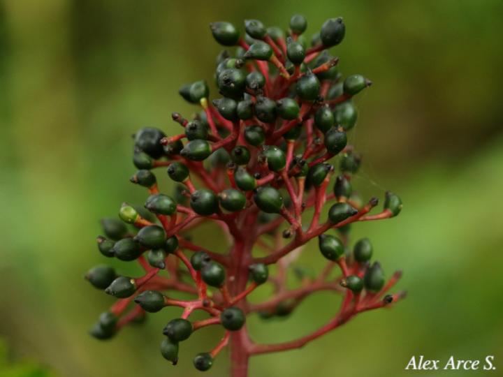 Palicourea guianensis