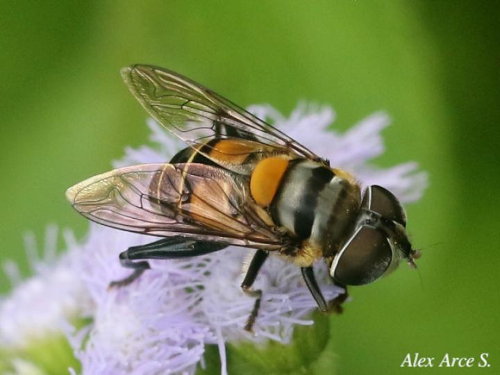 Palpada agrorum (Mosca de las flores)