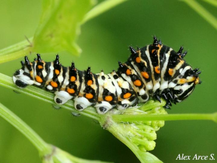 Papilio polyxenes stabilis (Cola de golondrina negra centroamericana)