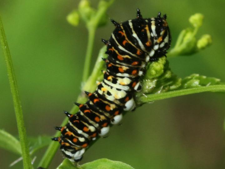 Papilio polyxenes stabilis (Cola de golondrina negra centroamericana)
