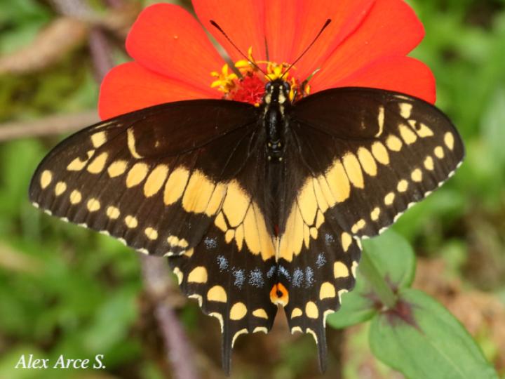 Papilio polyxenes stabilis (Cola de golondrina negra centroamericana)