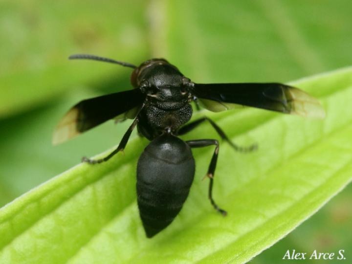 Parachartergus apicalis
