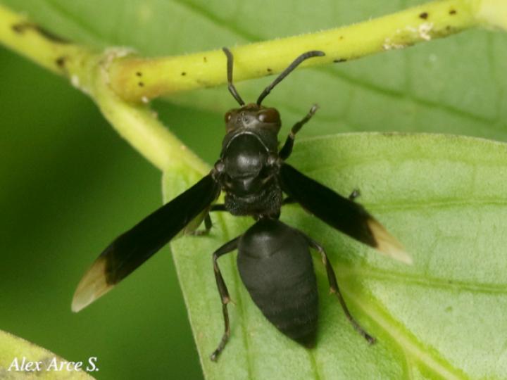 Parachartergus apicalis