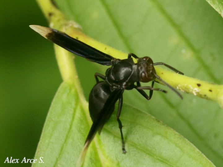 Parachartergus apicalis