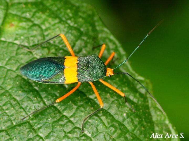 Paryphes blandus