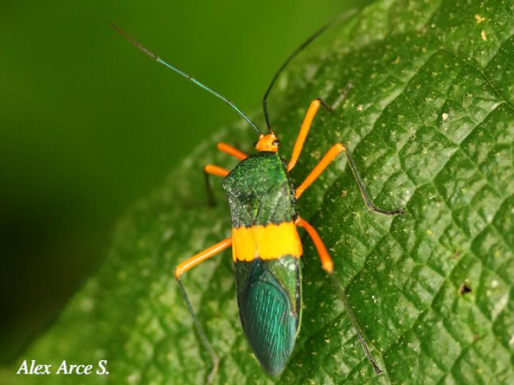 Paryphes blandus