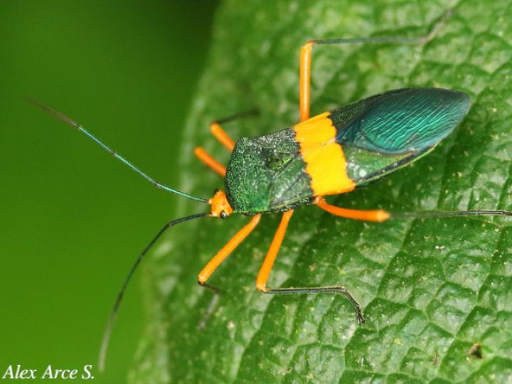 Paryphes blandus