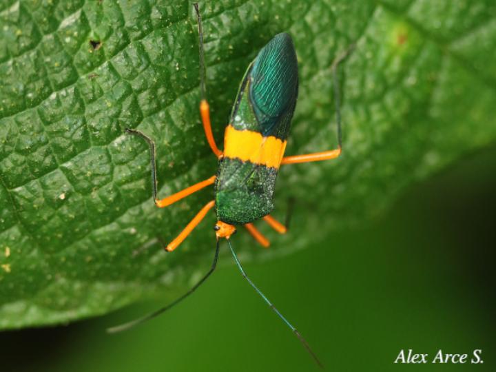 Paryphes blandus