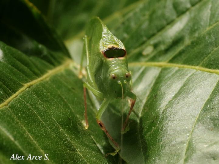 Phylloptera dimidiata
