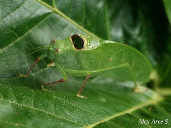 Phylloptera dimidiata