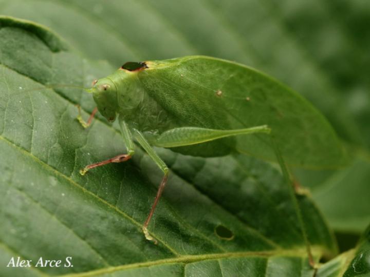 Phylloptera dimidiata