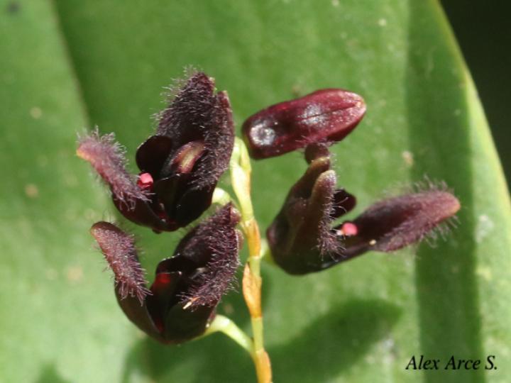 Pleurothallis imrayi