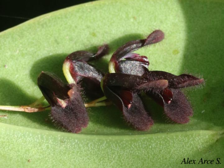 Pleurothallis imrayi