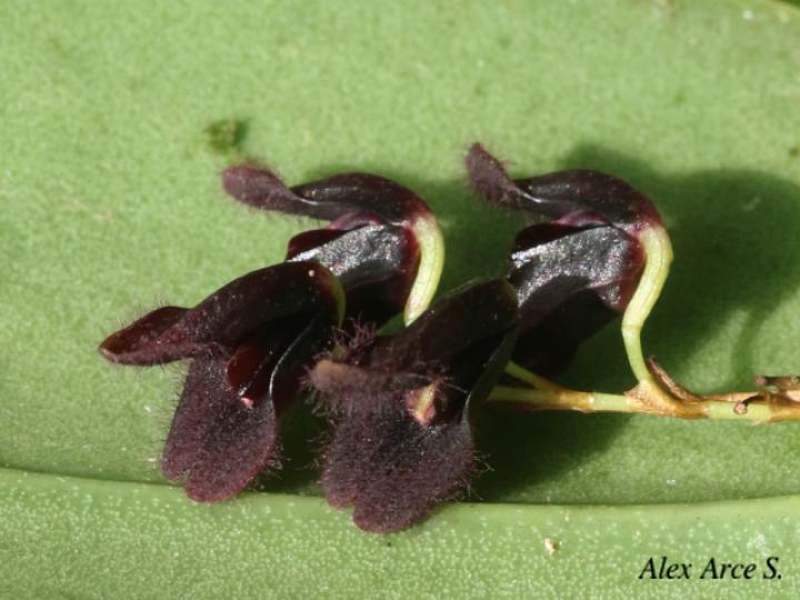 Pleurothallis imrayi