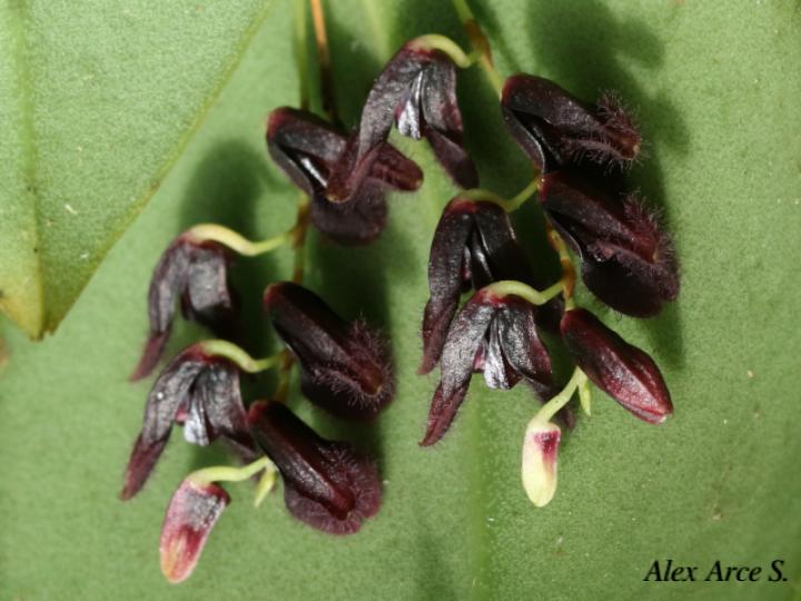 Pleurothallis imrayi