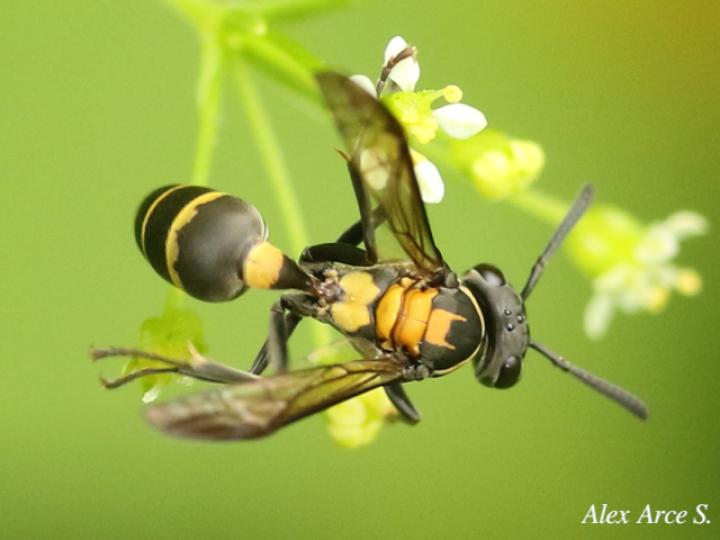 Polybia occidentalis