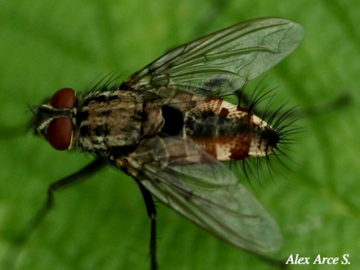 Ptilodexia sp