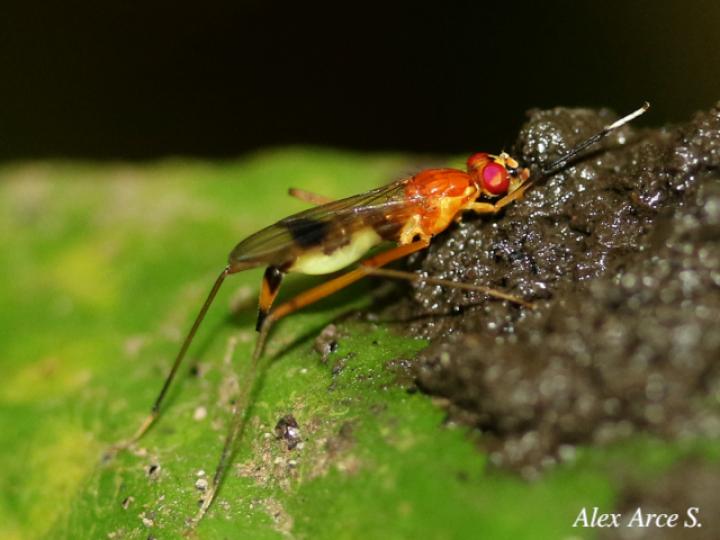 Ptilosphen viriolatus (Mosca zancuda)
