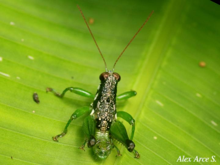 Rhachicreagra anchidiphalara