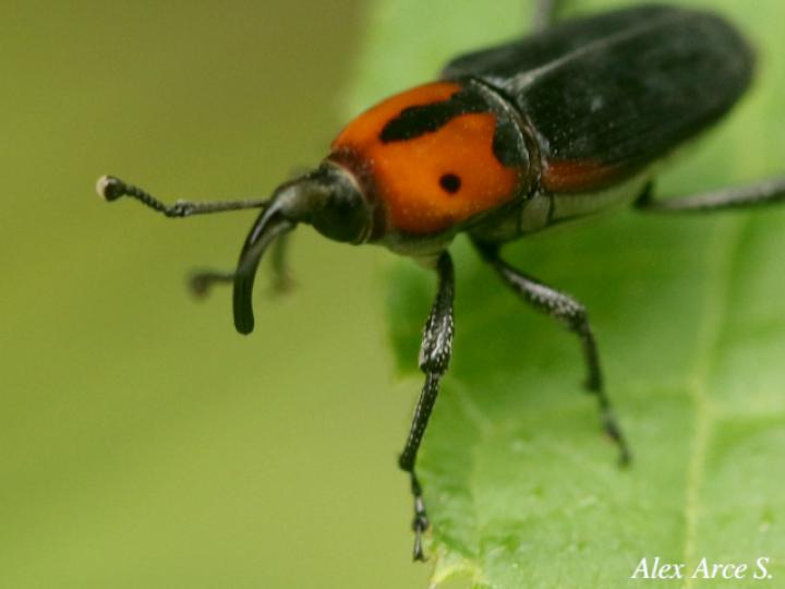 Rhodobaenus auctus