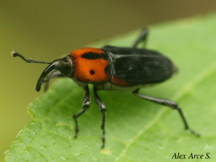 Rhodobaenus auctus