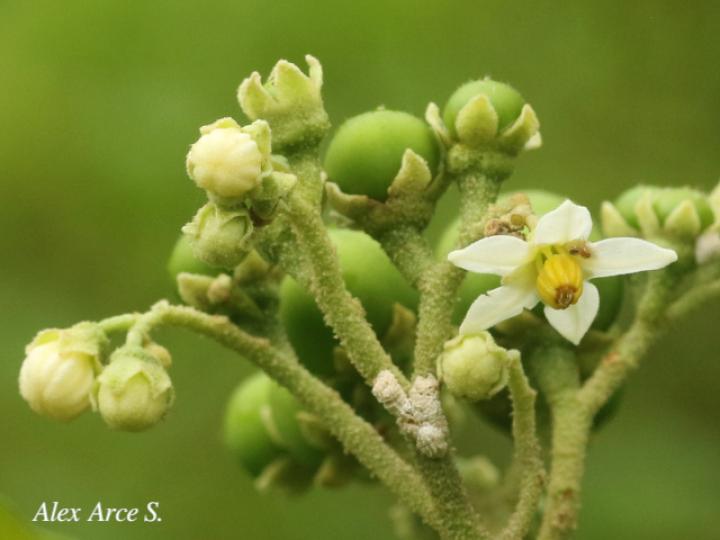 Solanum rugosum