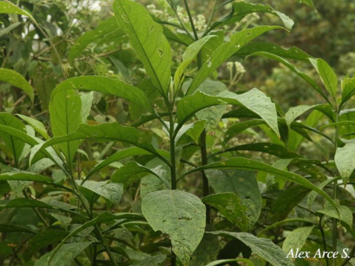Solanum rugosum