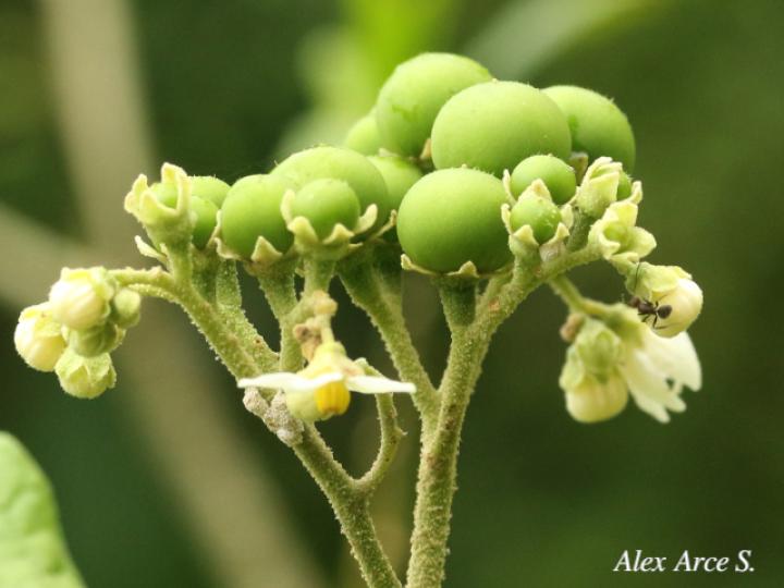 Solanum rugosum