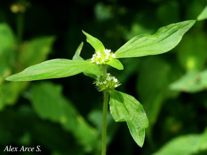 Spermacoce ocymifolia