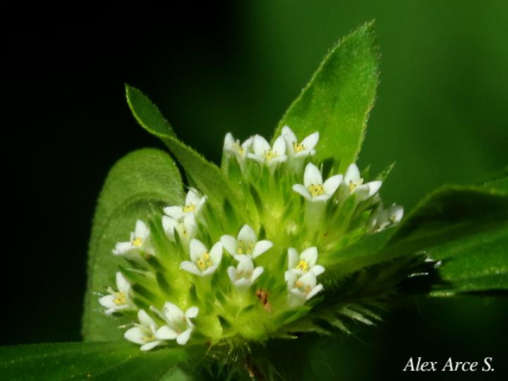 Spermacoce ocymifolia