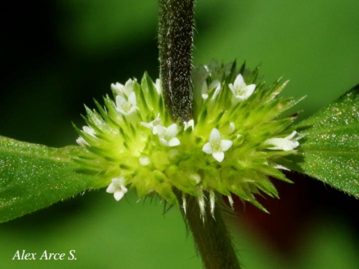 Spermacoce ocymifolia
