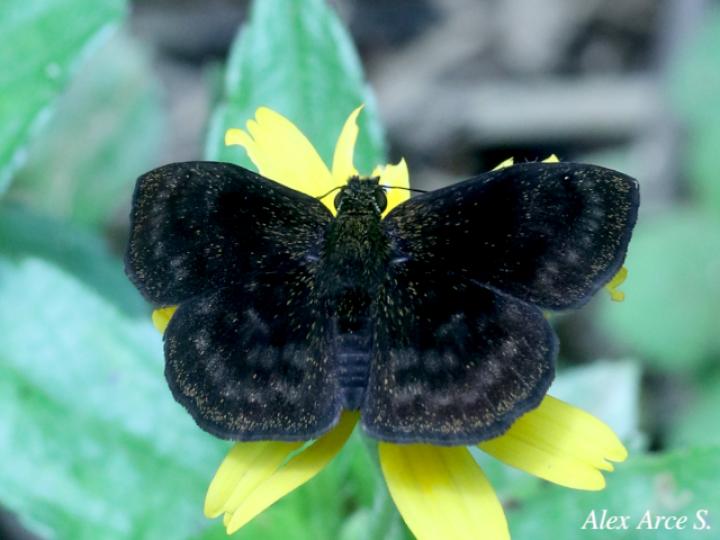 Staphylus vulgata
