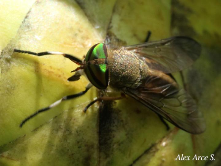 Tabanus subsimilis