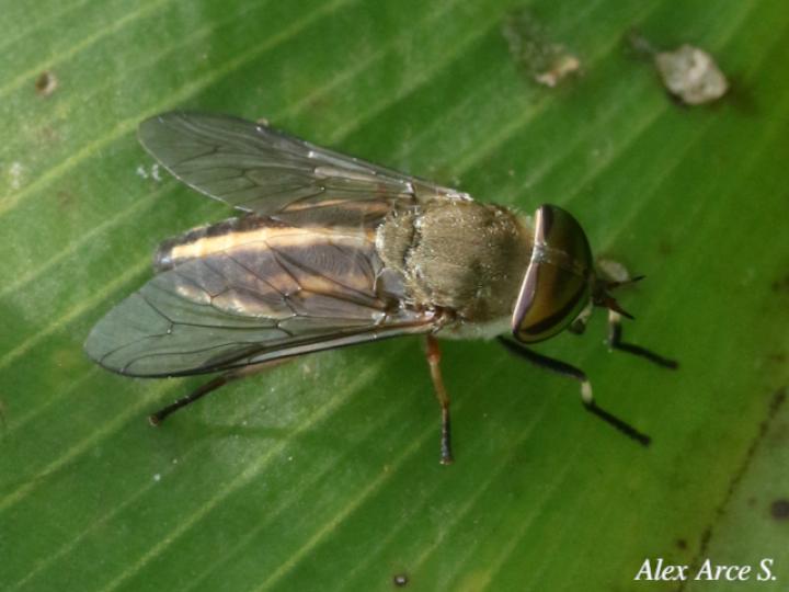 Tabanus subsimilis