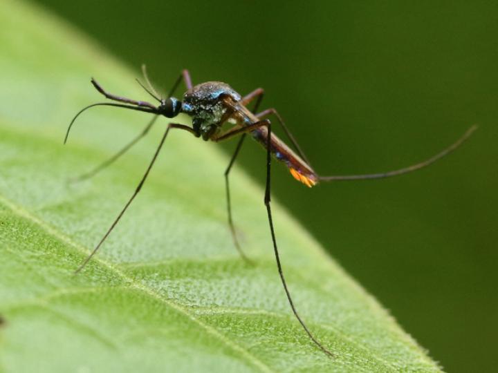 Toxorhynchites haemorrhoidalis