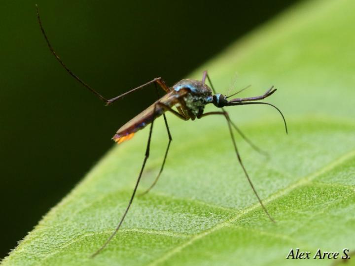 Toxorhynchites haemorrhoidalis