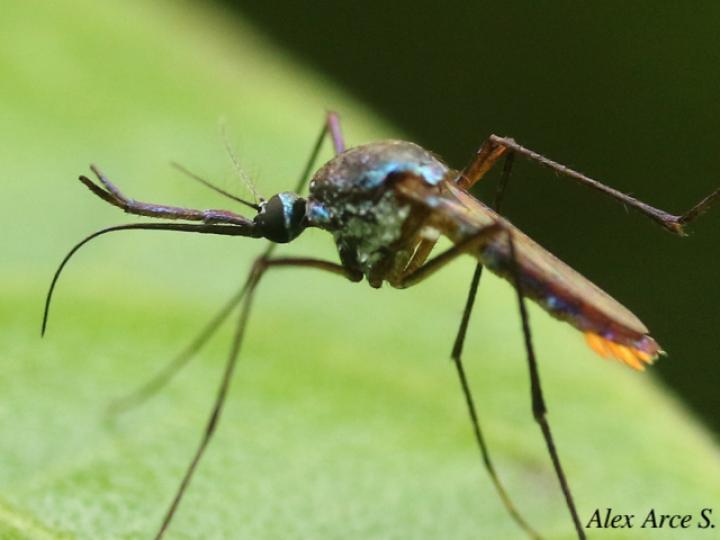 Toxorhynchites haemorrhoidalis